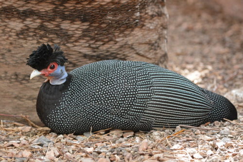 Kenyan Created Guineafowl