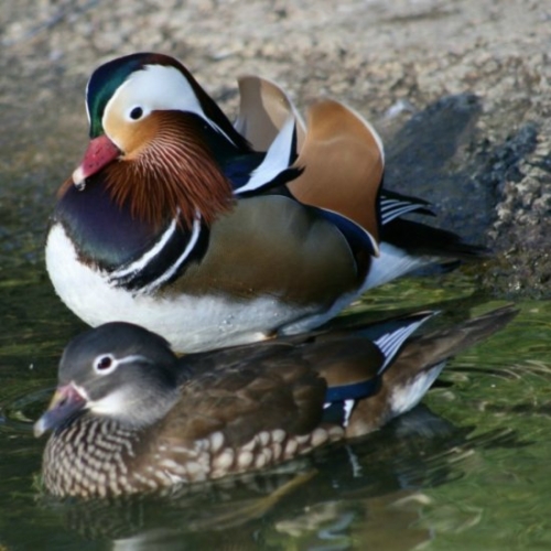 Buy Mandarin Ducks Online - Image 2