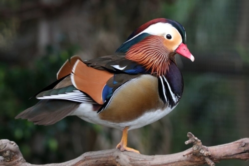 Buy Mandarin Ducks Online - Image 9