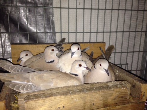 Ringneck Dove