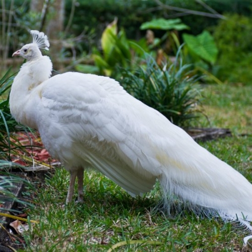 Buy White Peafowl Online - Image 2