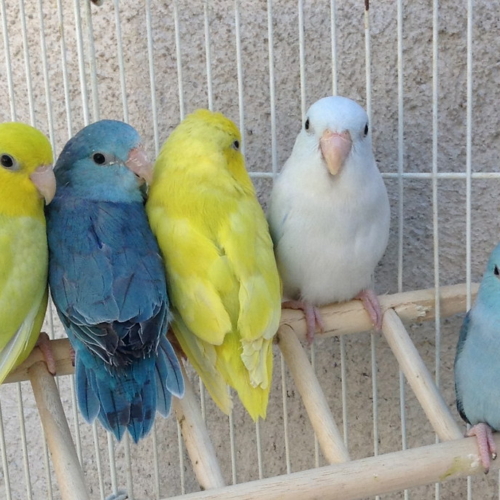 Pacific Parrotlet