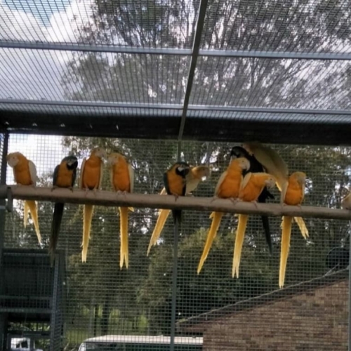 Torch Lutino Macaw Pairs - Image 3