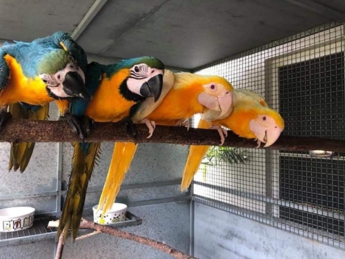 Torch Lutino Macaw Pairs - Image 2