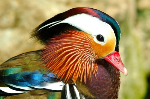 Buy Mandarin Ducks Online - Image 4
