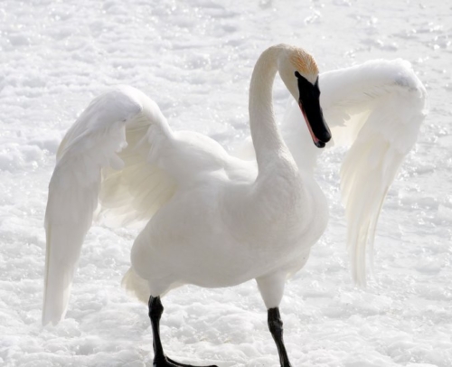 Buy Trumpeter Swans Online - Immagine 4
