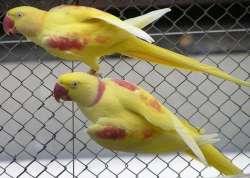 Lutino Alexandrine Parrot - Image 3