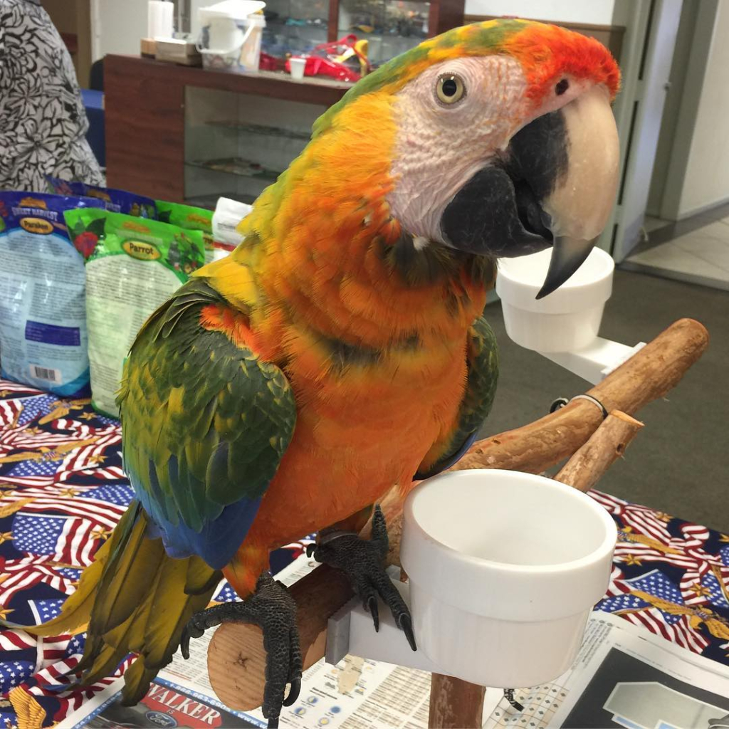 Picture of Tropicana Macaws For Sale - Tropical Wings Birds
