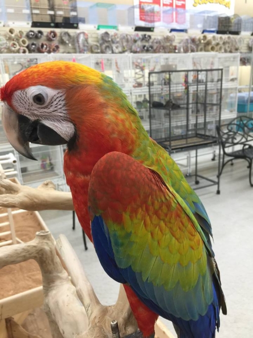 Paleo Hybrid Macaws