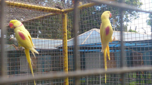 Lutino Alexandrine Parrot - Image 4