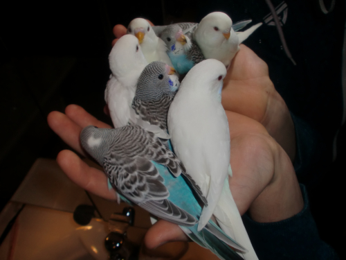 Budgerigars