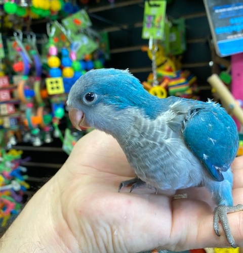 Blue Quaker parrots