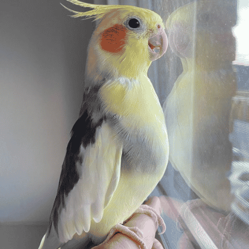 Bronze fallow cockatiel