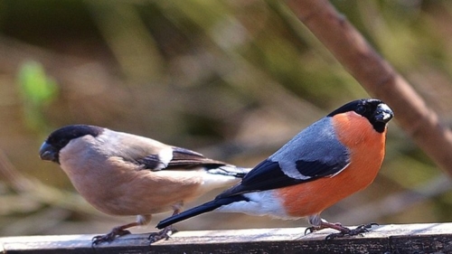 Bull finch