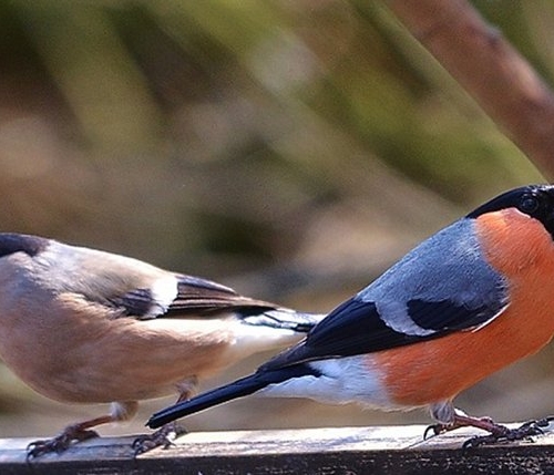 Bull finch