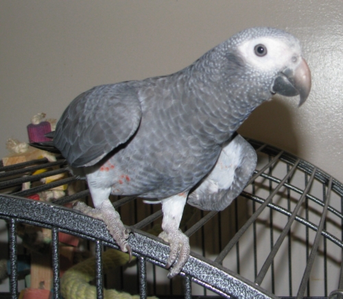 Buy Timneh African Grey Parrots Online: Your Trusted Source - Image 2