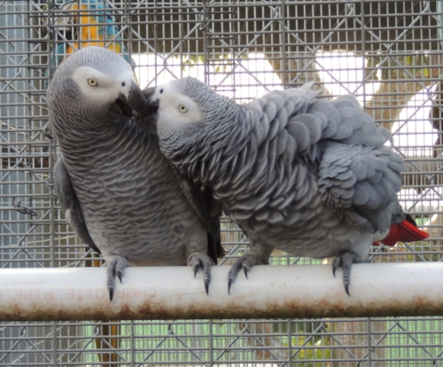 Buy Timneh African Grey Parrots Online: Your Trusted Source - Image 3