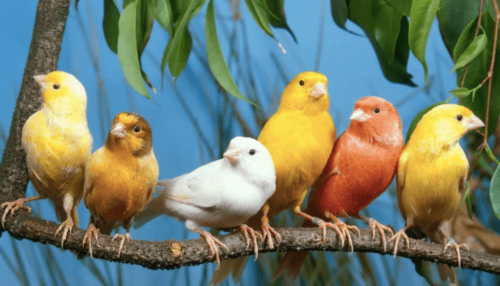 Fife Fancy Canary