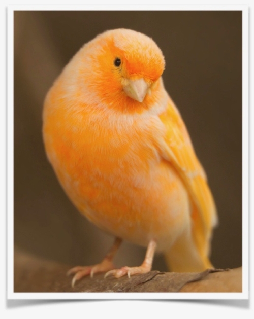 Buy Red Factor Canary Online - Image 5