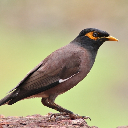 Common Mynah
