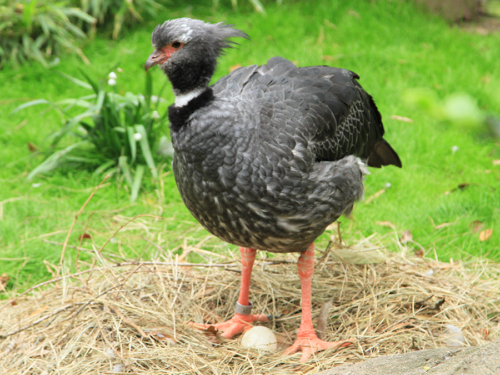 Crested Screamers