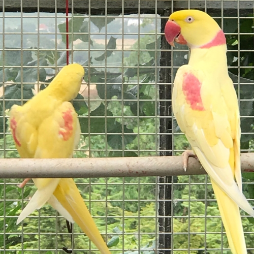 Lutino Alexandrine Parrot - Image 6