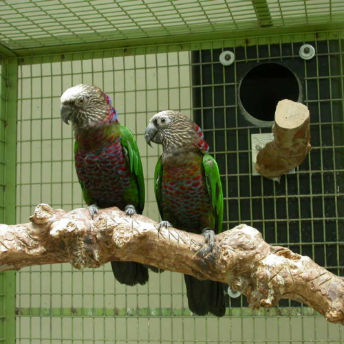 Red – Fan Hawk headed Parrots