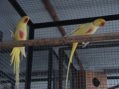 Lutino Alexandrine Parrot - Image 7