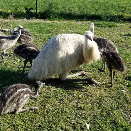 Emus chicks