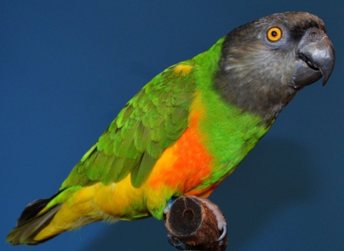 Senegal Parrot For Sale - Image 3