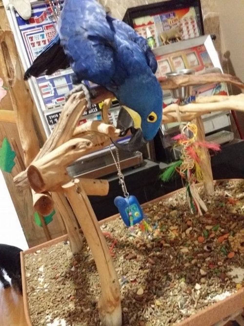 Female Hyacinth Macaw Europe
