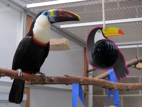 Red-Billed Toucans For Sale
