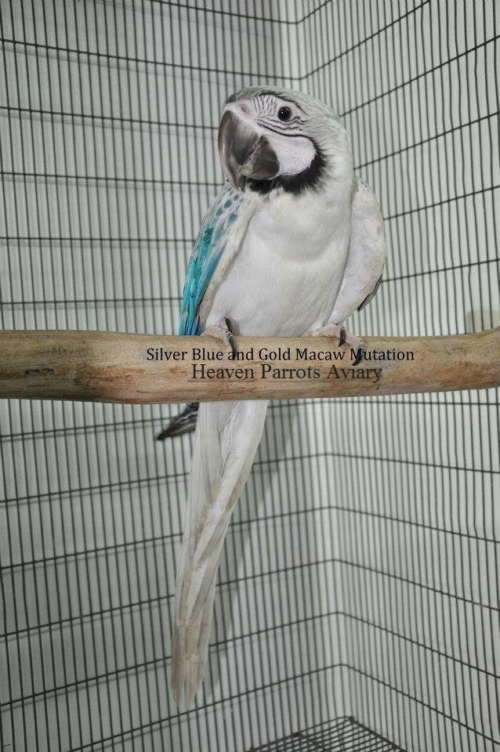 White and Blue Macaws