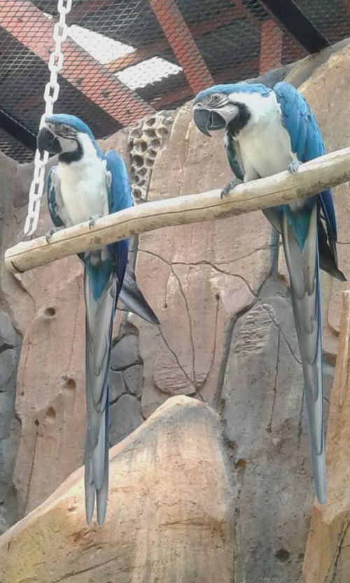 White and Blue Macaws - Image 3