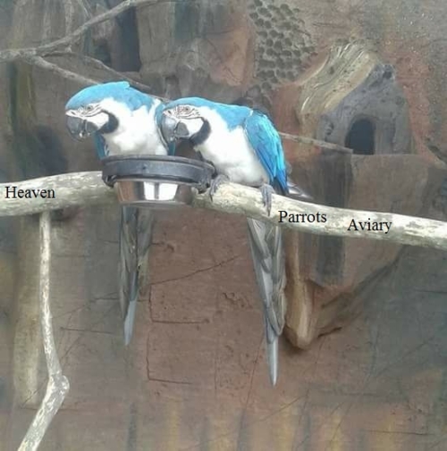 White and Blue Macaws - Image 2