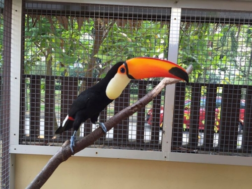 Toco Toucan Female Birds - Image 3