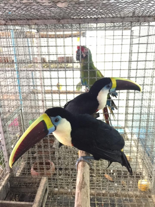 Red-Billed Toucan Parrots
