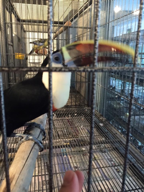 Red-Billed Toucan Parrots - Image 2