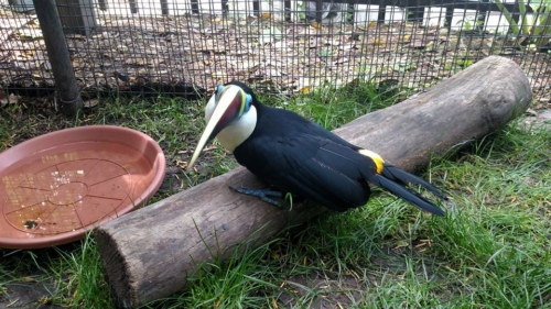 Red-Billed Toucan Parrots - Image 3