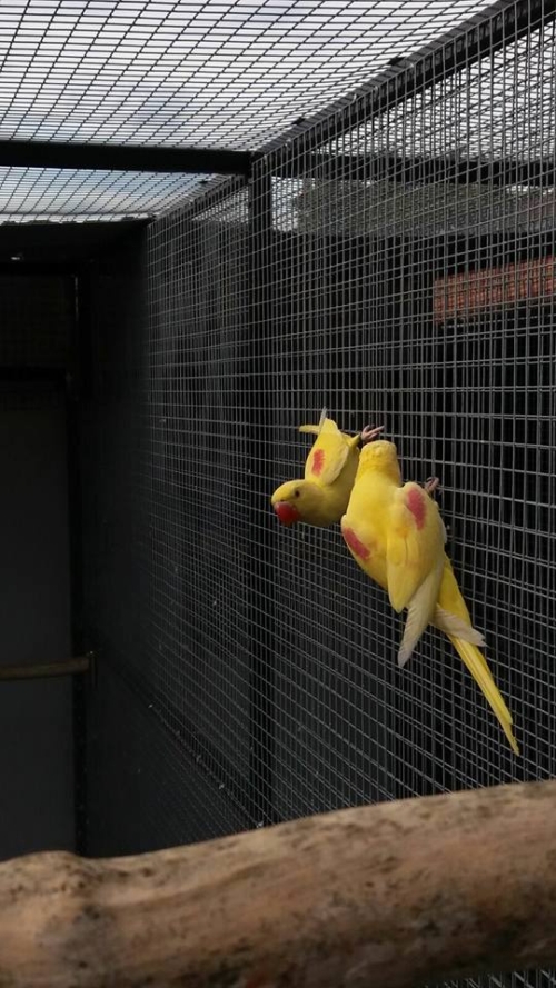 Lutino Alexandrine Parrot - Image 2