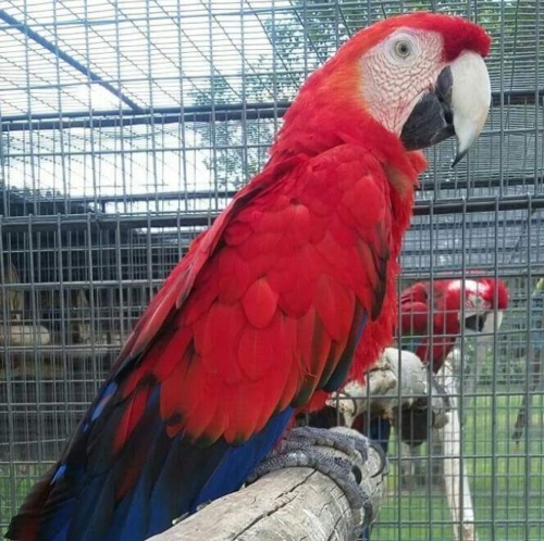 Red scarlet macaw mutation