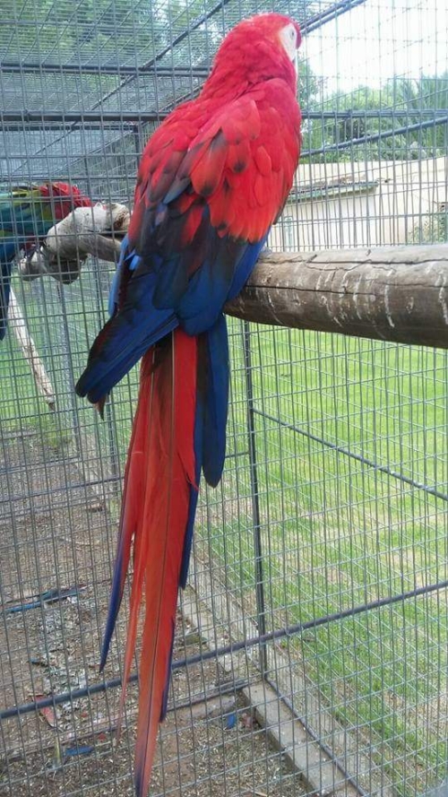 Red scarlet macaw mutation - Image 2