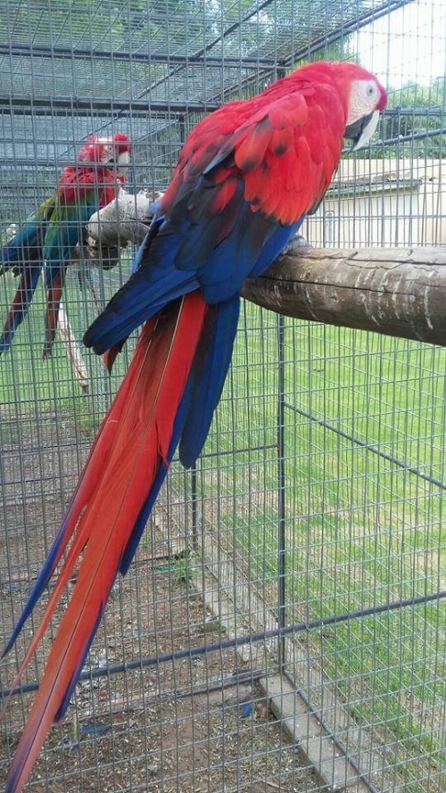 Red scarlet macaw mutation - Image 5