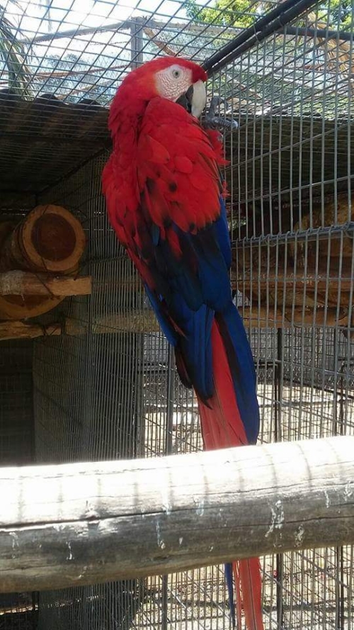 Red scarlet macaw mutation - Image 4