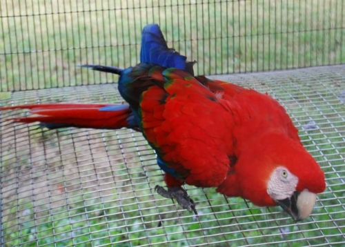 Red scarlet macaw mutation - Image 3
