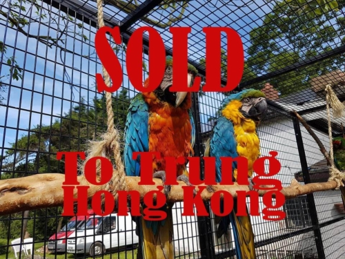 Harlequin macaws
