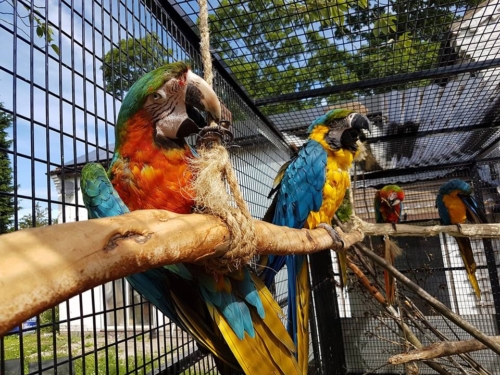 Harlequin macaws - Image 2