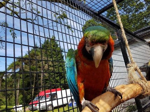 Harlequin macaws - Image 3