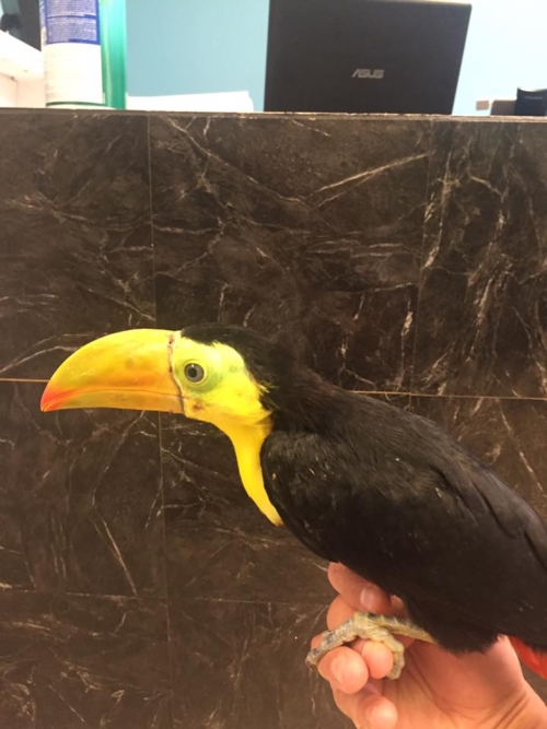 Baby Keel Bill Toucans - Image 2