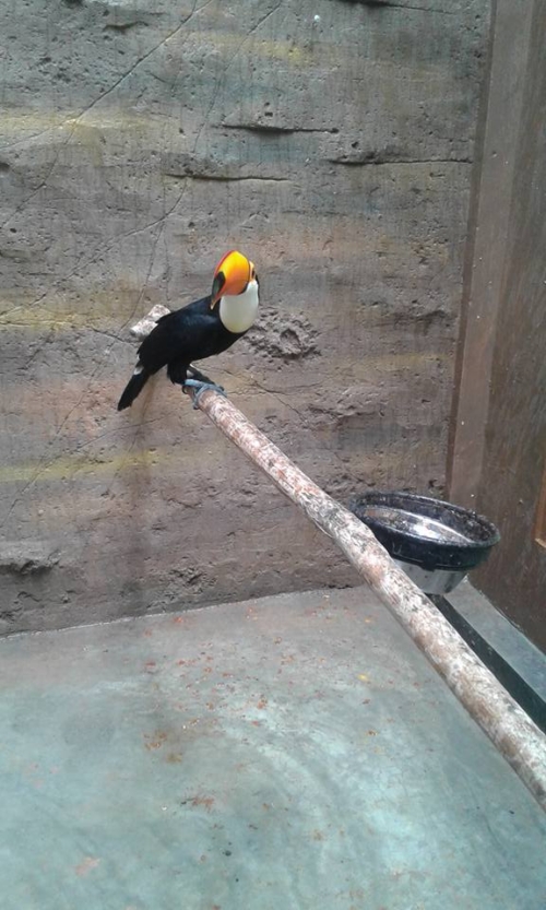 Toco Toucan For sale - Image 3